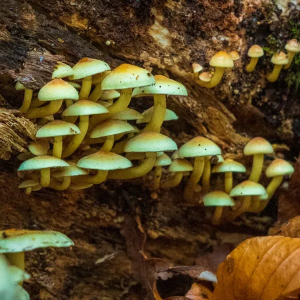 Are Psychedelic Mushrooms the New Antidote for  Depression?